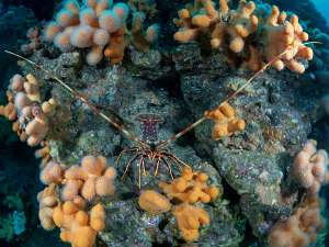 Spiny Lobster and Dead Man’s Fingers showing a vibrant underwater ecosystem